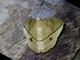 Geometer Moth (Geometridae sp)