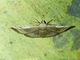 Geometer Moth (Aplogompha sp)