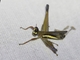 Monkey Grasshopper (Pseudomastax sp)