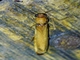 Ship-timber Beetle (Melittommatinae sp)