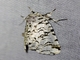 Prominent Moth (Millerocampa gonema)