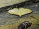 Wave Moth (Tricentra sp)