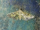 Pearl Moth (Samea sp)