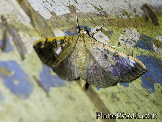 Pearl Moth (Purpurata iopasalis)