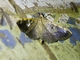 Pearl Moth (Spilomelinae sp)