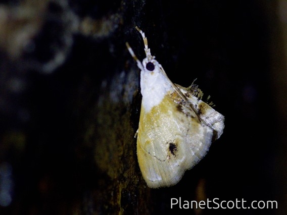 Crambid Snout Moth (Glaphyriinae sp)
