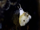 Crambid Snout  Moth (Crambidae sp)