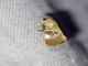 Crambid Snout  Moth (Crambidae sp)