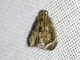 Crambid Snout  Moth (Crambidae sp)