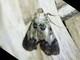 Pyralid Snout Moth (Epipaschiinae sp)