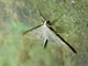 Crambid Snout Moth (Crambidae sp)