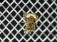 Jumping Spider (Salticidae sp)
