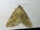 Erebid Moth (Mocis diffluens)