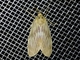 Prominent Moth (Scotura intermedia)
