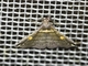 Litter Moth (Salia sp)
