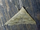Litter Moth (Erebidae sp)