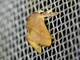 Slug Caterpillar Moth (Talima latescens)