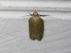Tufted Moth (Nolidae sp)