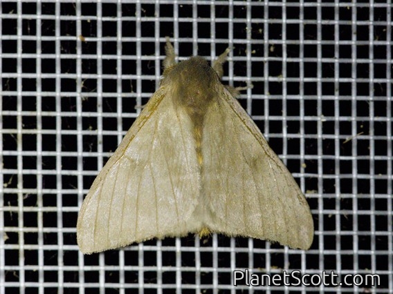 Emperor Moth (Hylesia sp)