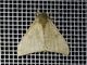 Emperor Moth (Hylesia sp)