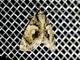 Cutworm Moth (Drobeta sp)