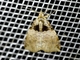 Erebid Moth (Athyrma sp)