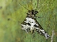 Pyralid Snout Moth (Pyralidae sp)