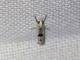 Tortricid Leafroller Moth (Tortricidae sp)