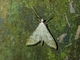 Crambid Snout Moth (Crambidae sp)