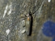 Tufted Moth (Nolidae sp)