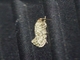 Fungus Moth (Tineidae ap)