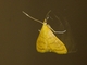 Crambid Snout Moth (Crambidae sp)