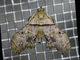 Litter Moth (Salia sp)