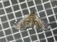 Crambid Snout Moth (Crambidae sp)
