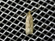 Curved-horn Moth (Gelechioidea sp)