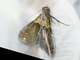 Litter Moth (Herminiinae sp)