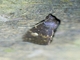 Crambid Snout Moth (Crambidae sp)