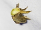 Slug Caterpillar Moth (Eucleini sp)