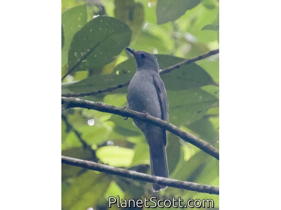 Screaming Piha (Lipaugus vociferans)