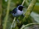 Black-faced Antbird (Myrmoborus myotherinus)