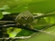 Two-banded Warbler (Myiothlypis bivittata)