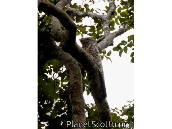 Great Potoo (Nyctibius grandis)