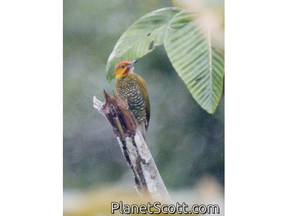 White-throated Woodpecker (Piculus leucolaemus)