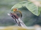 White-throated Woodpecker (Piculus leucolaemus)