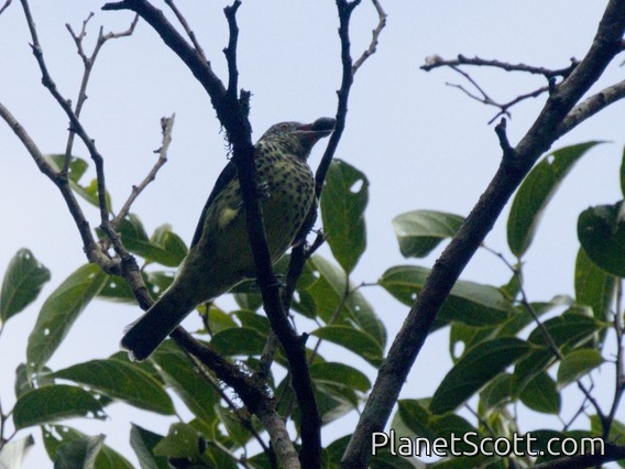 Sharpbill (Oxyruncus cristatus)