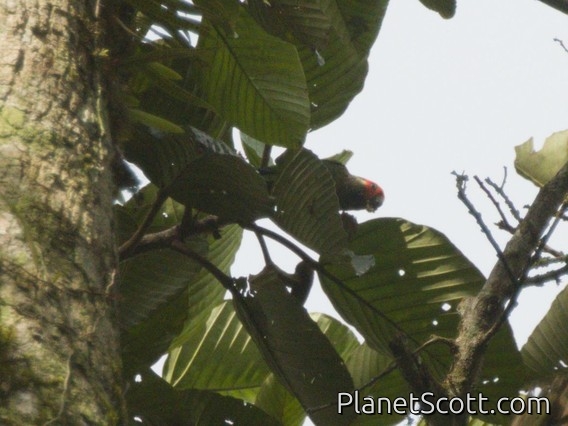 Rose-fronted Parakeet (Pyrrhura roseifrons)