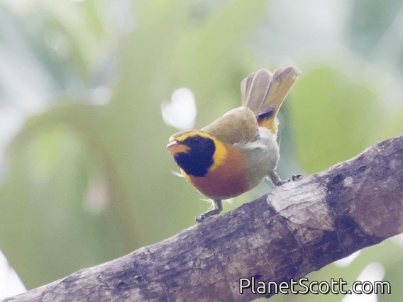 Guira Tanager (Hemithraupis guira) - Male