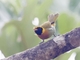 Guira Tanager (Hemithraupis guira) - Male