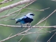 Masked Tanager (Stilpnia nigrocincta)