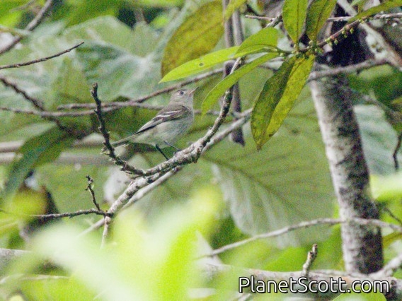 Forest Elaenia (Myiopagis gaimardii)